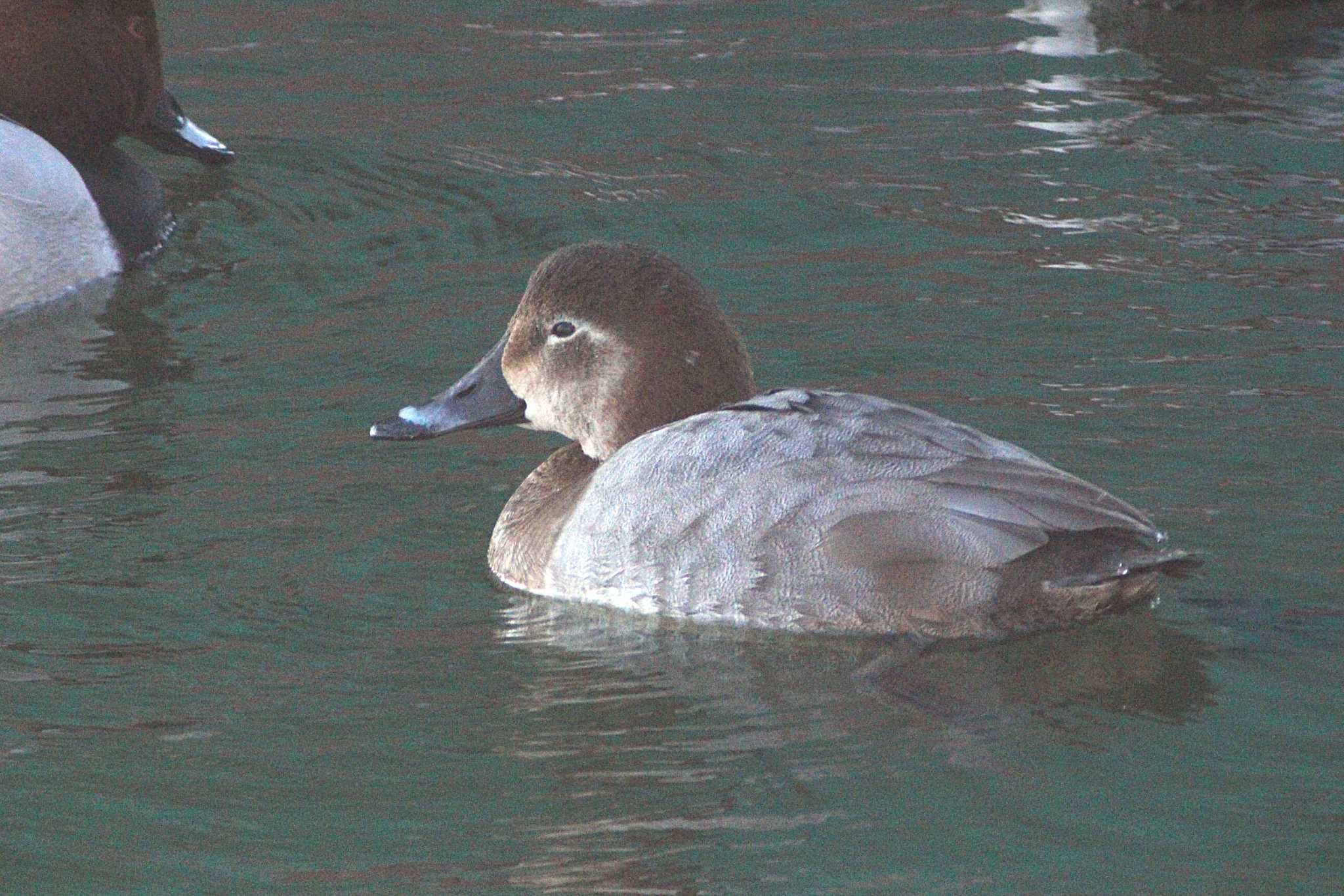 Common Pochard