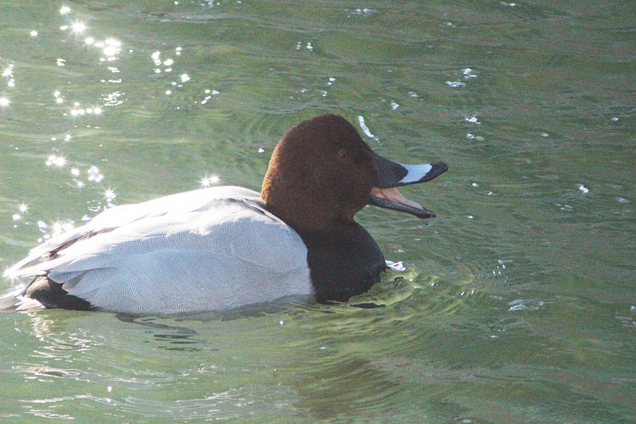 Common Pochard