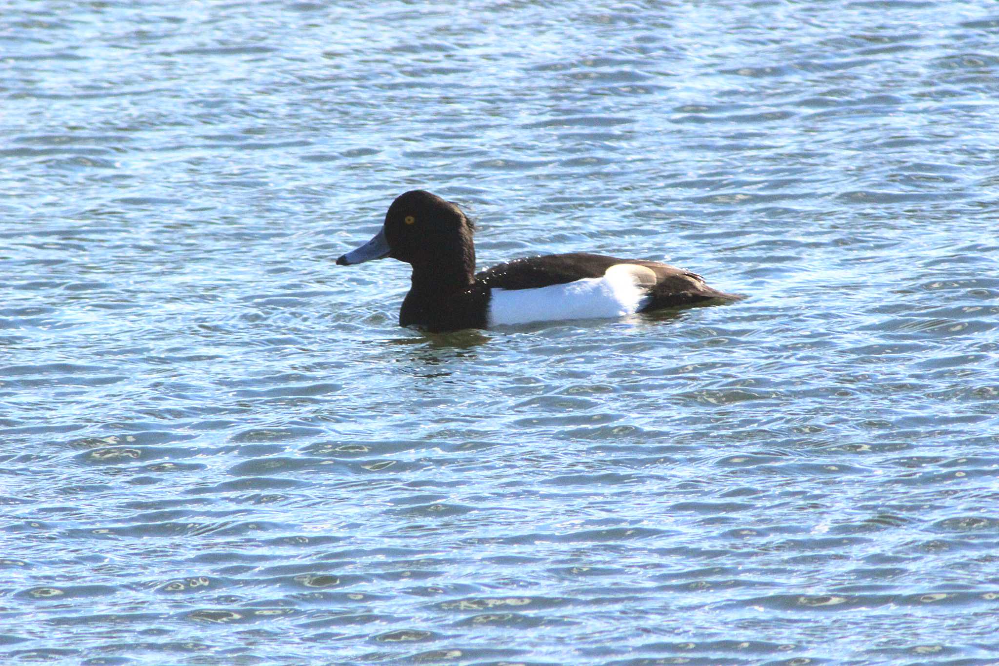 Tufted Duck