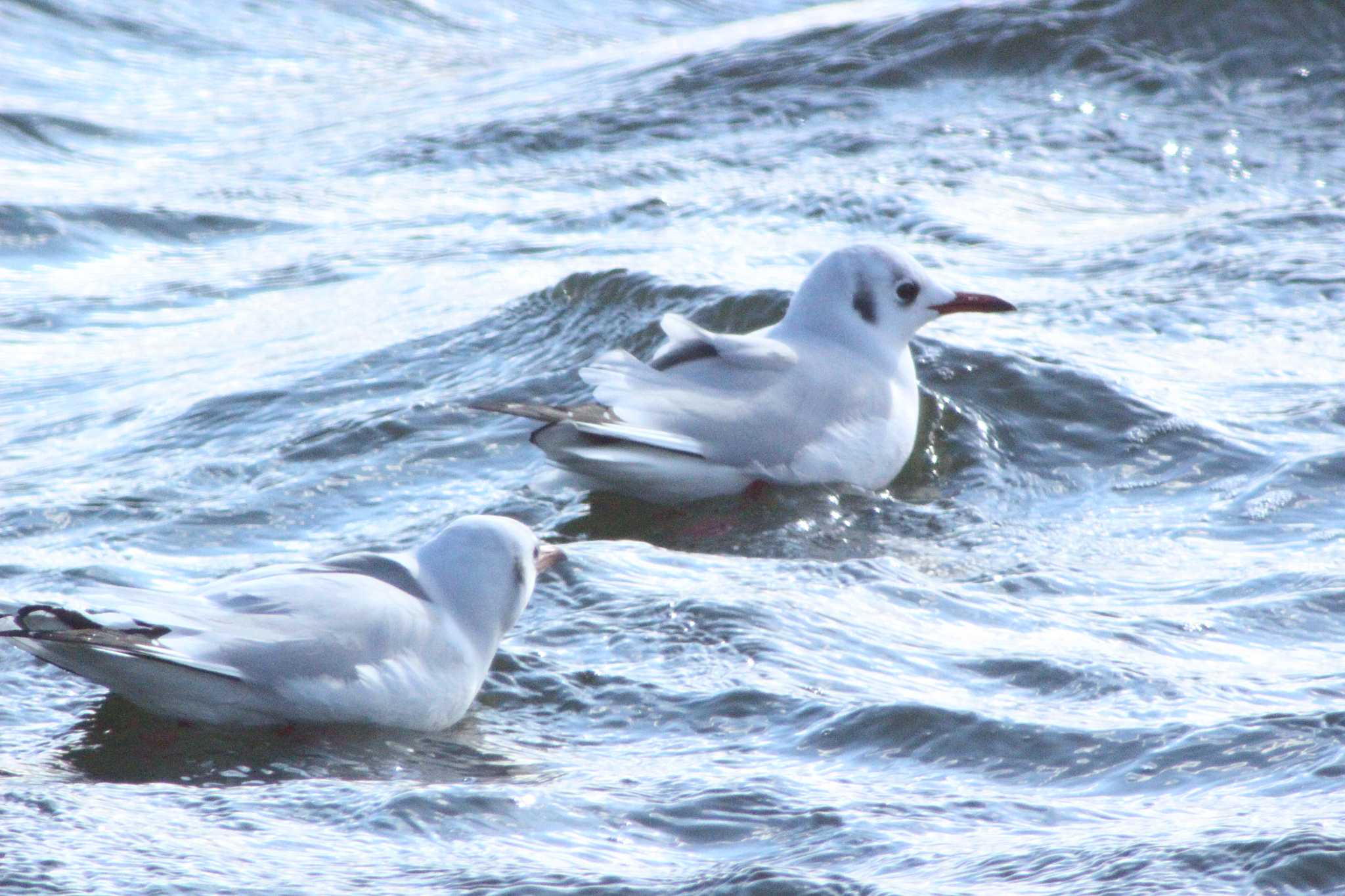 Black-headed Gull