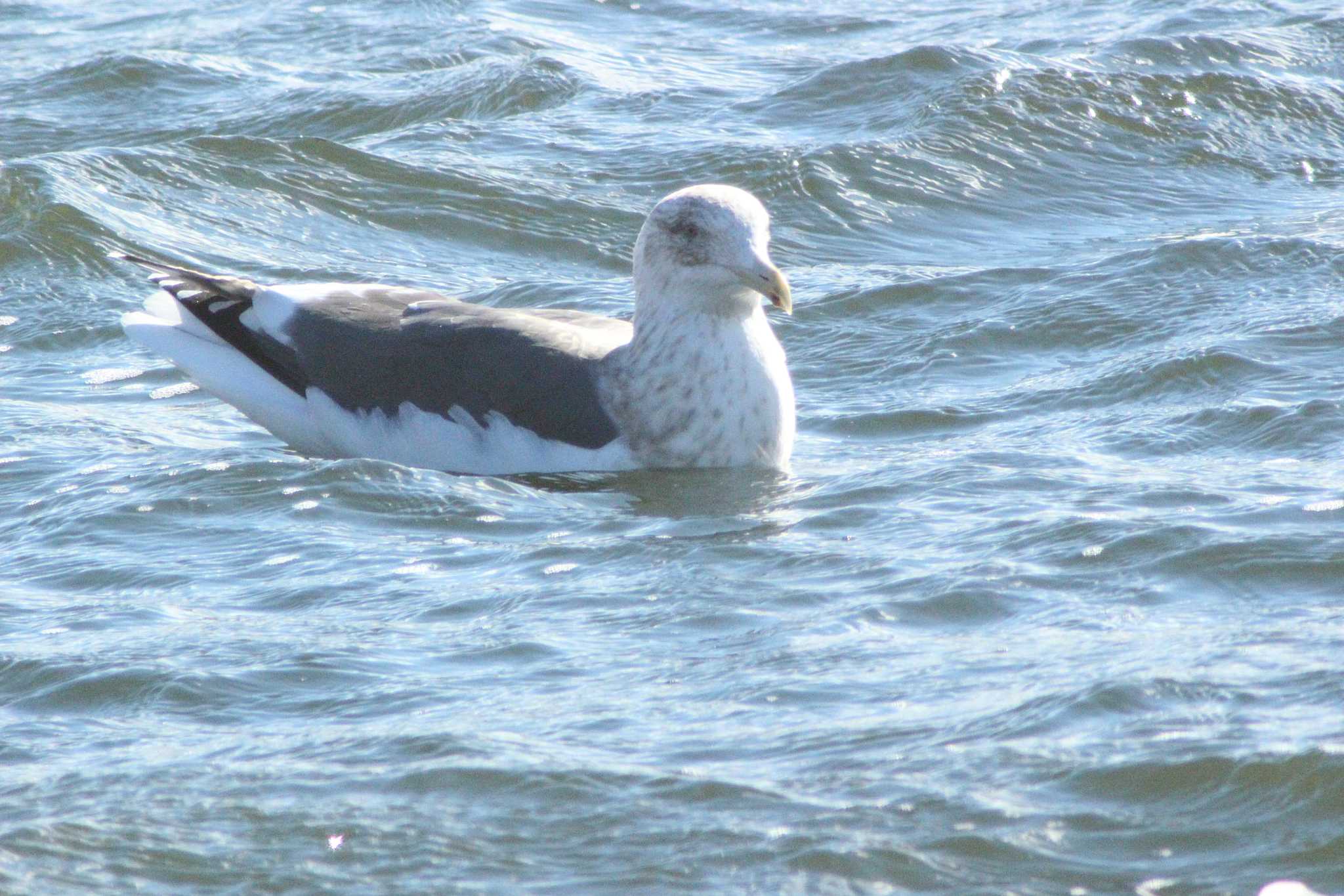 Vega Gull