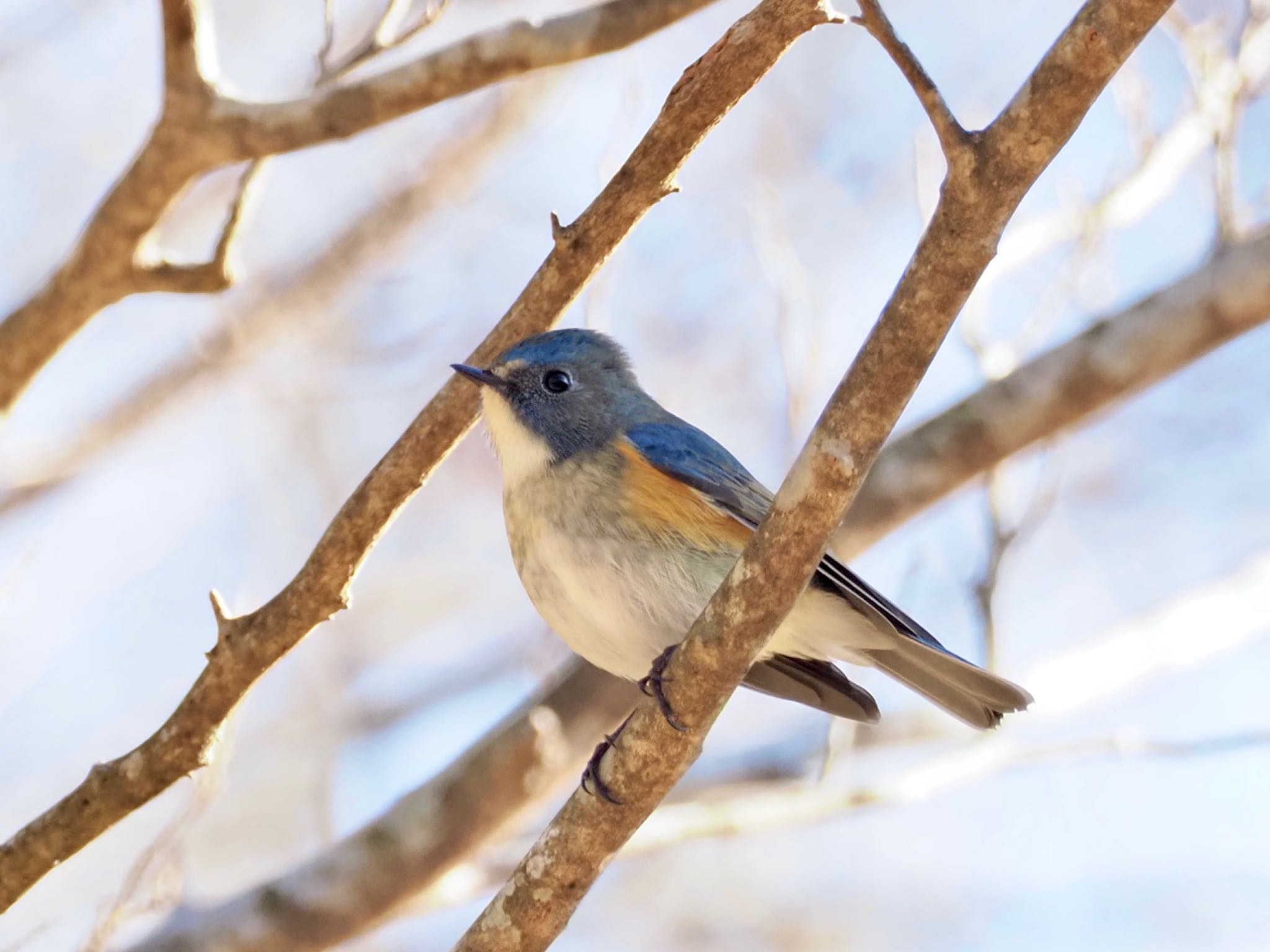 Red-flanked Bluetail