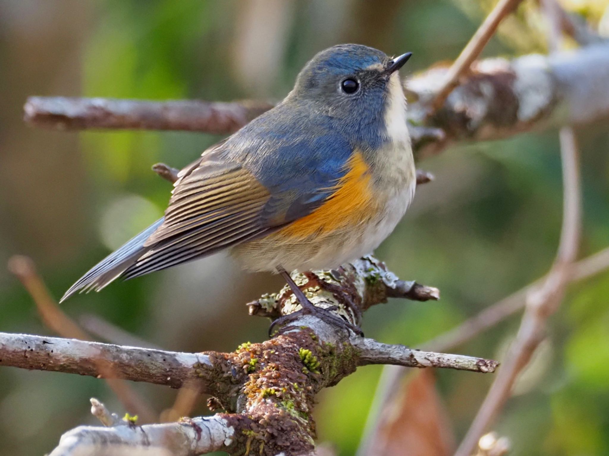 Red-flanked Bluetail