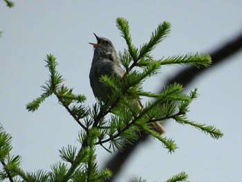 Japanese Bush Warbler 大鹿村 Sun, 7/2/2017