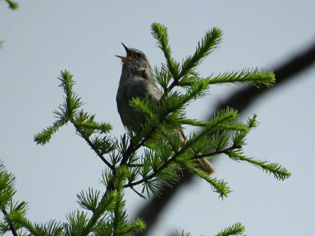 Japanese Bush Warbler