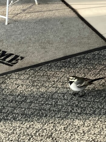 White Wagtail 札幌市 Unknown Date