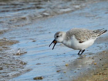 2021年12月31日(金) 安濃川河口の野鳥観察記録