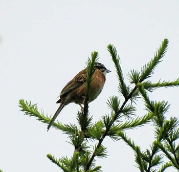 Meadow Bunting 大鹿村 Sun, 7/2/2017