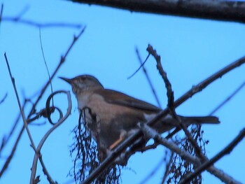 Brown-headed Thrush Hayatogawa Forest Road Mon, 1/3/2022