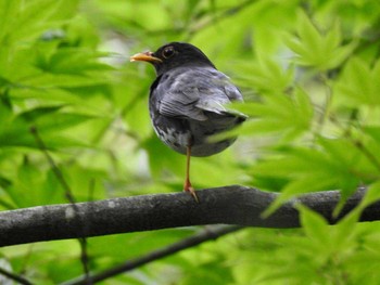 Sun, 7/2/2017 Birding report at 塩嶺御野立公園	