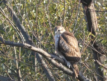 2022年1月3日(月) 多摩川の野鳥観察記録