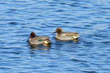 Mon, 1/3/2022 Birding report at 多摩川(京王線多摩川橋梁~京王多摩線多摩川橋梁)、東京都