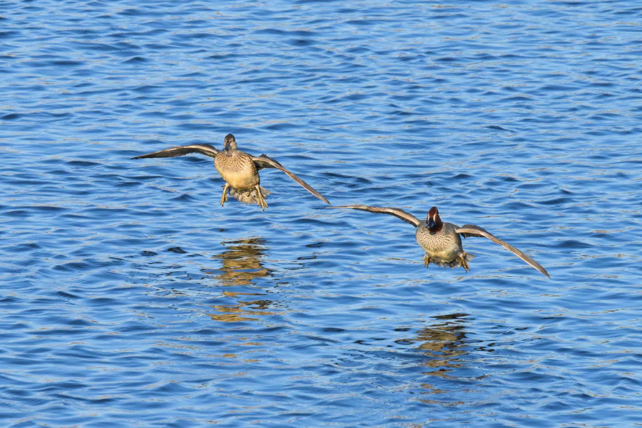 Eurasian Teal