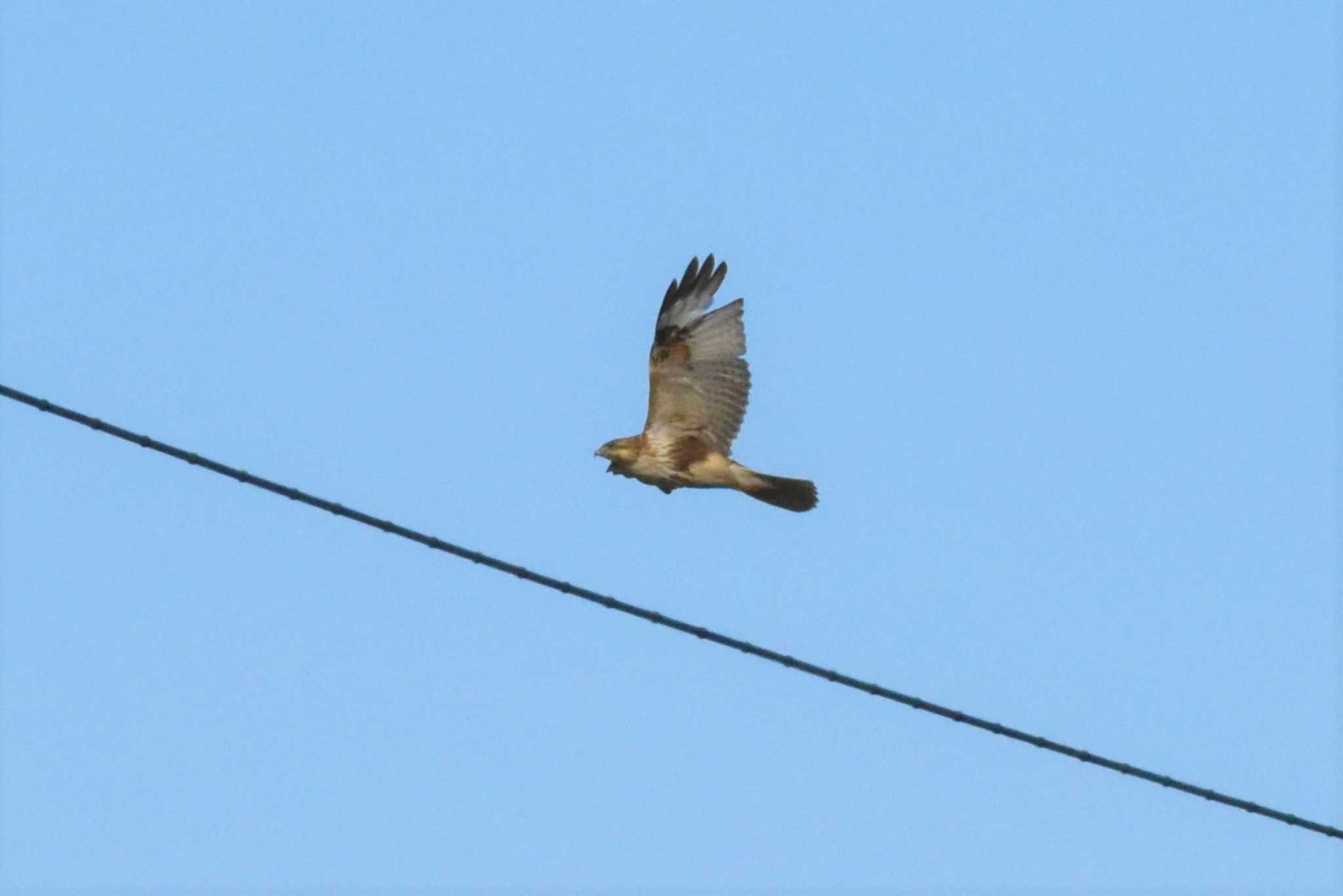 Eastern Buzzard