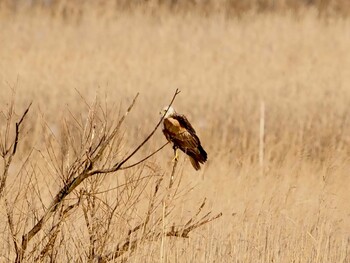 2022年1月2日(日) 妙岐ノ鼻の野鳥観察記録