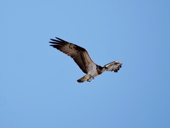 Osprey 妙岐ノ鼻 Sun, 1/2/2022