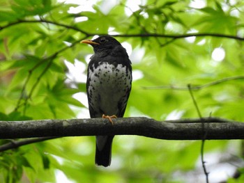 Japanese Thrush 塩嶺御野立公園	 Sun, 7/2/2017