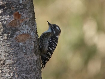 Japanese Pygmy Woodpecker 金峰山(熊本県) Mon, 1/3/2022