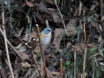 2022年1月3日(月) 小峰公園の野鳥観察記録