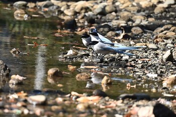 オナガ 林試の森公園 2022年1月3日(月)