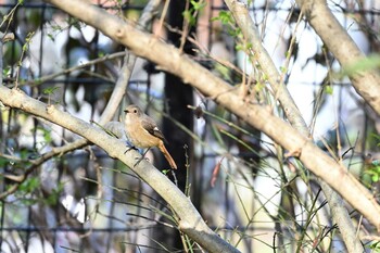 ジョウビタキ 林試の森公園 2022年1月3日(月)