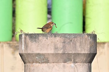 モズ 東武動物公園 2021年12月29日(水)