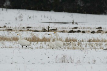 Sat, 1/1/2022 Birding report at 珠洲市