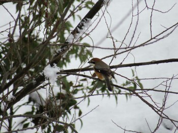 Bull-headed Shrike 海蔵川 Sat, 1/1/2022