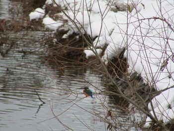 2022年1月1日(土) 海蔵川の野鳥観察記録