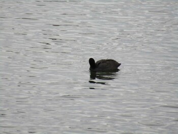 Eurasian Coot 海蔵川 Sat, 1/1/2022