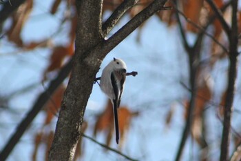 2021年12月26日(日) 北海道空知の野鳥観察記録