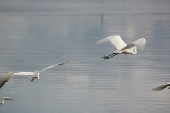 2021年11月26日(金) 北海道 苫小牧市の野鳥観察記録