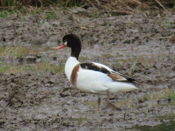 Mon, 1/3/2022 Birding report at 竹富町