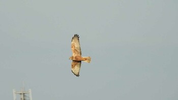 チュウヒ 愛知県西尾市 2022年1月3日(月)