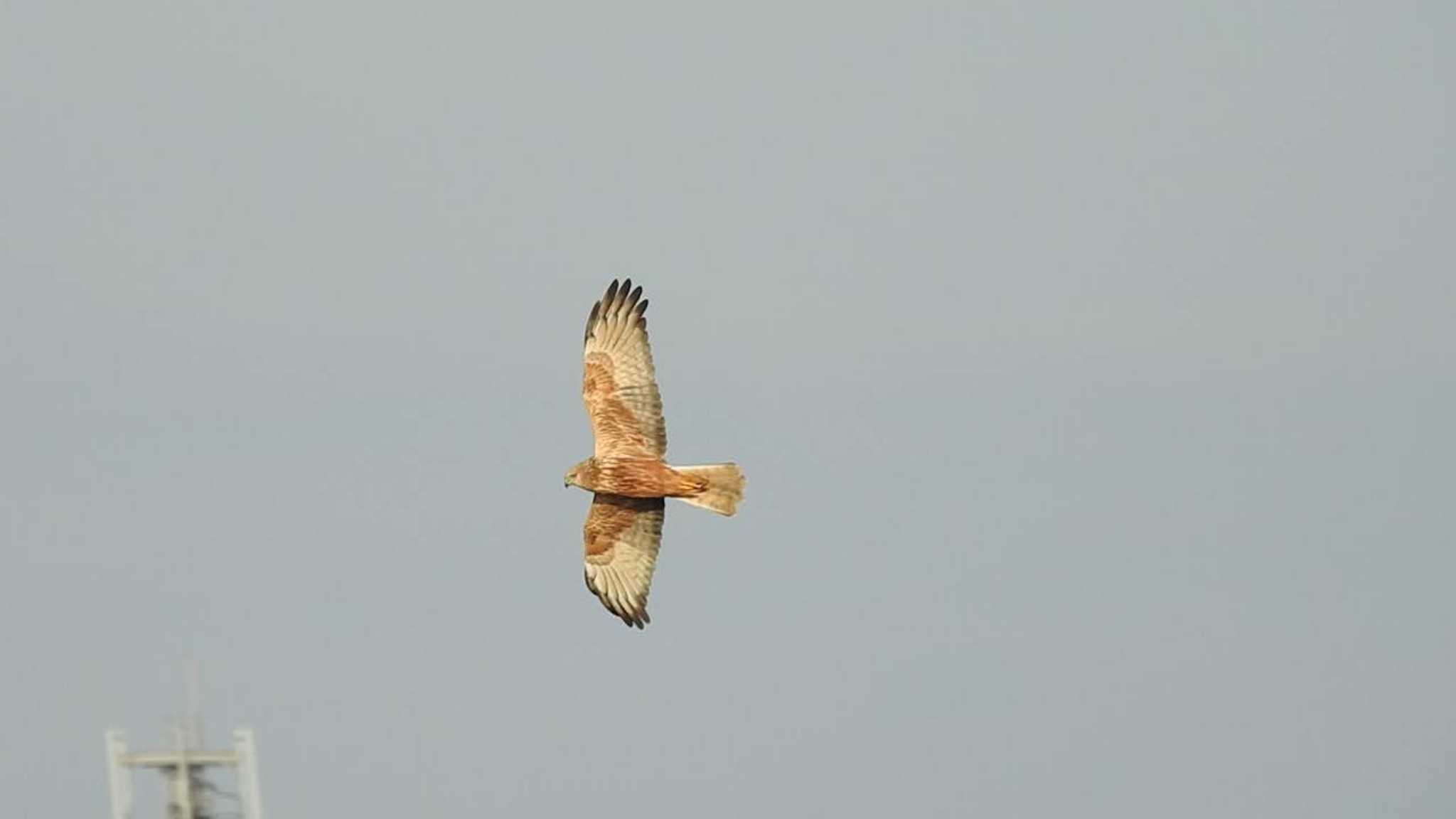 Photo of Eastern Marsh Harrier at 愛知県西尾市 by どらお