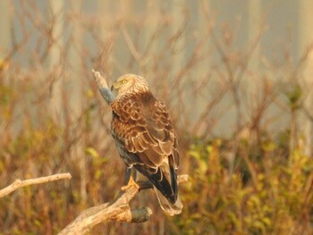 Eastern Marsh Harrier 愛知県西尾市 Mon, 1/3/2022