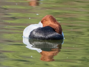 Common Pochard Ukima Park Sun, 11/14/2021