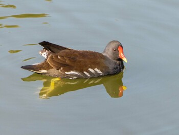 Common Moorhen Ukima Park Sun, 11/14/2021