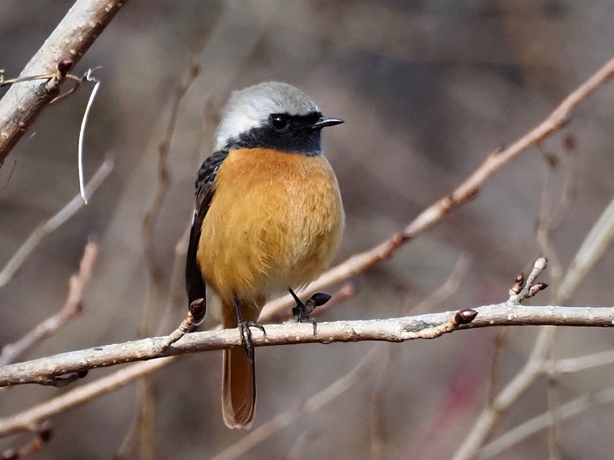 Daurian Redstart