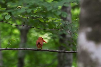 Ruddy Kingfisher 八東ふる里の森 Sat, 7/1/2017