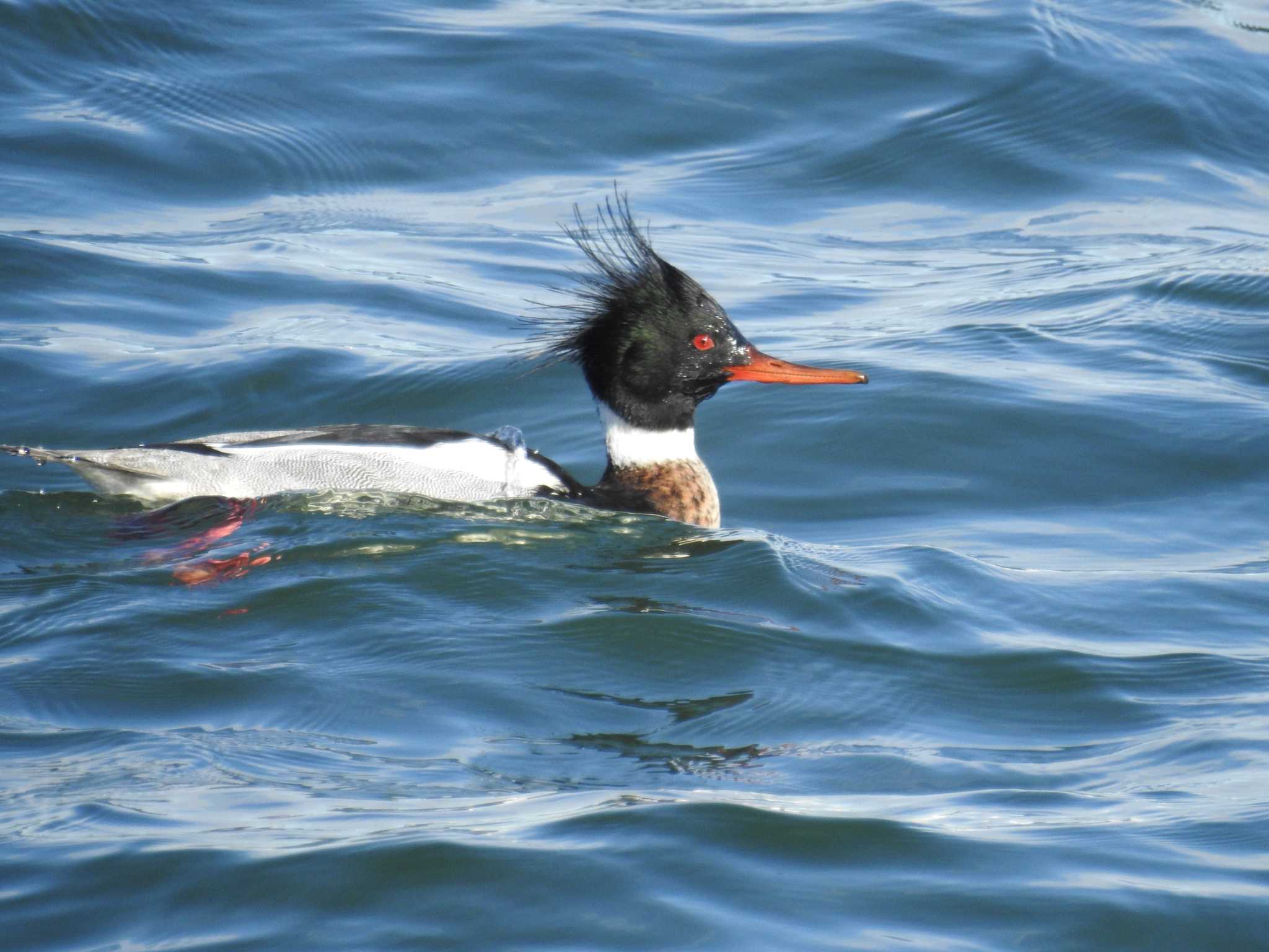 Red-breasted Merganser