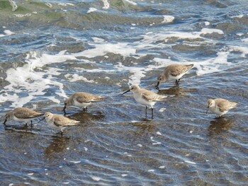 Mon, 1/3/2022 Birding report at 日の出三番瀬沿い緑道