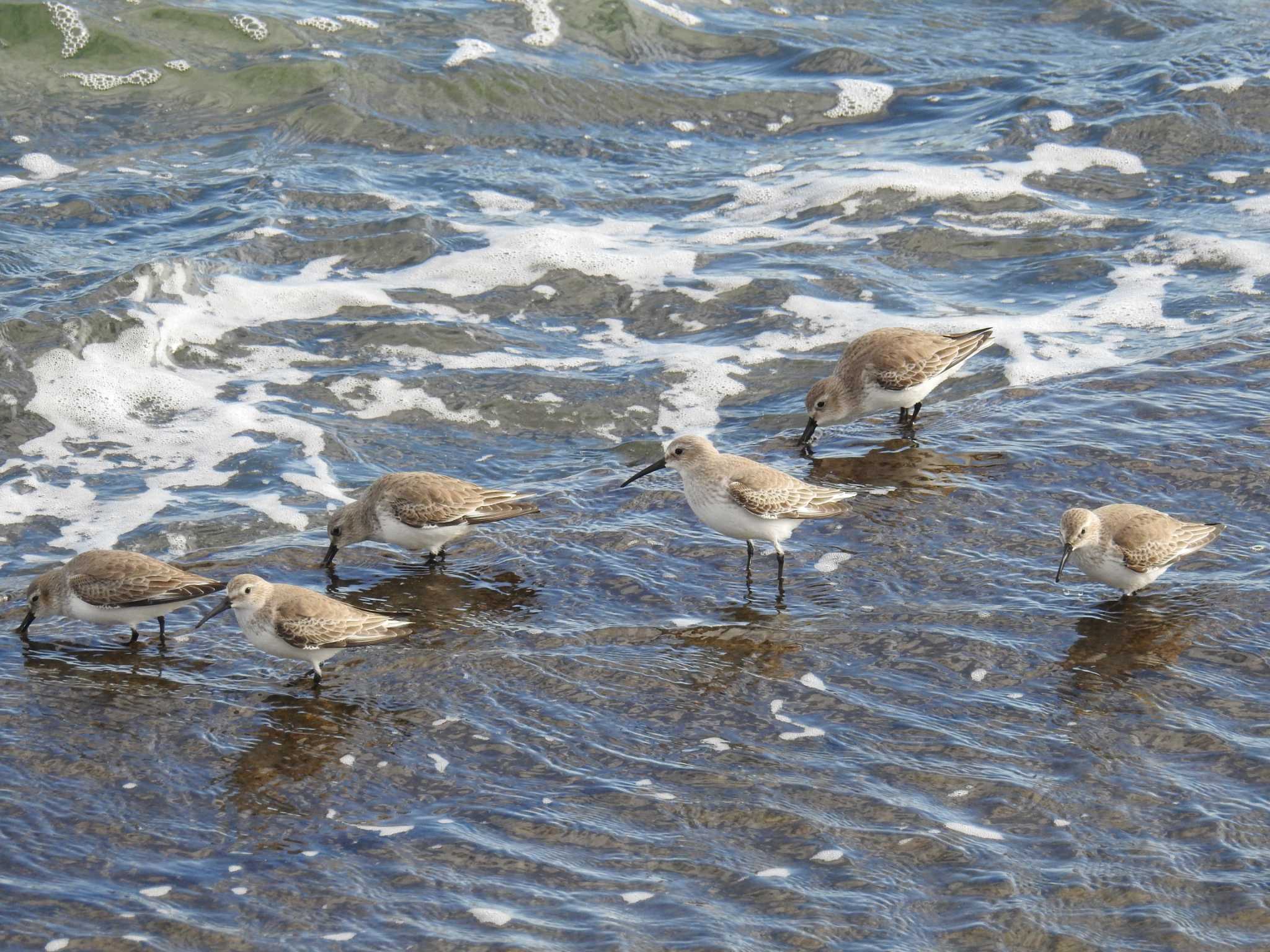 Dunlin