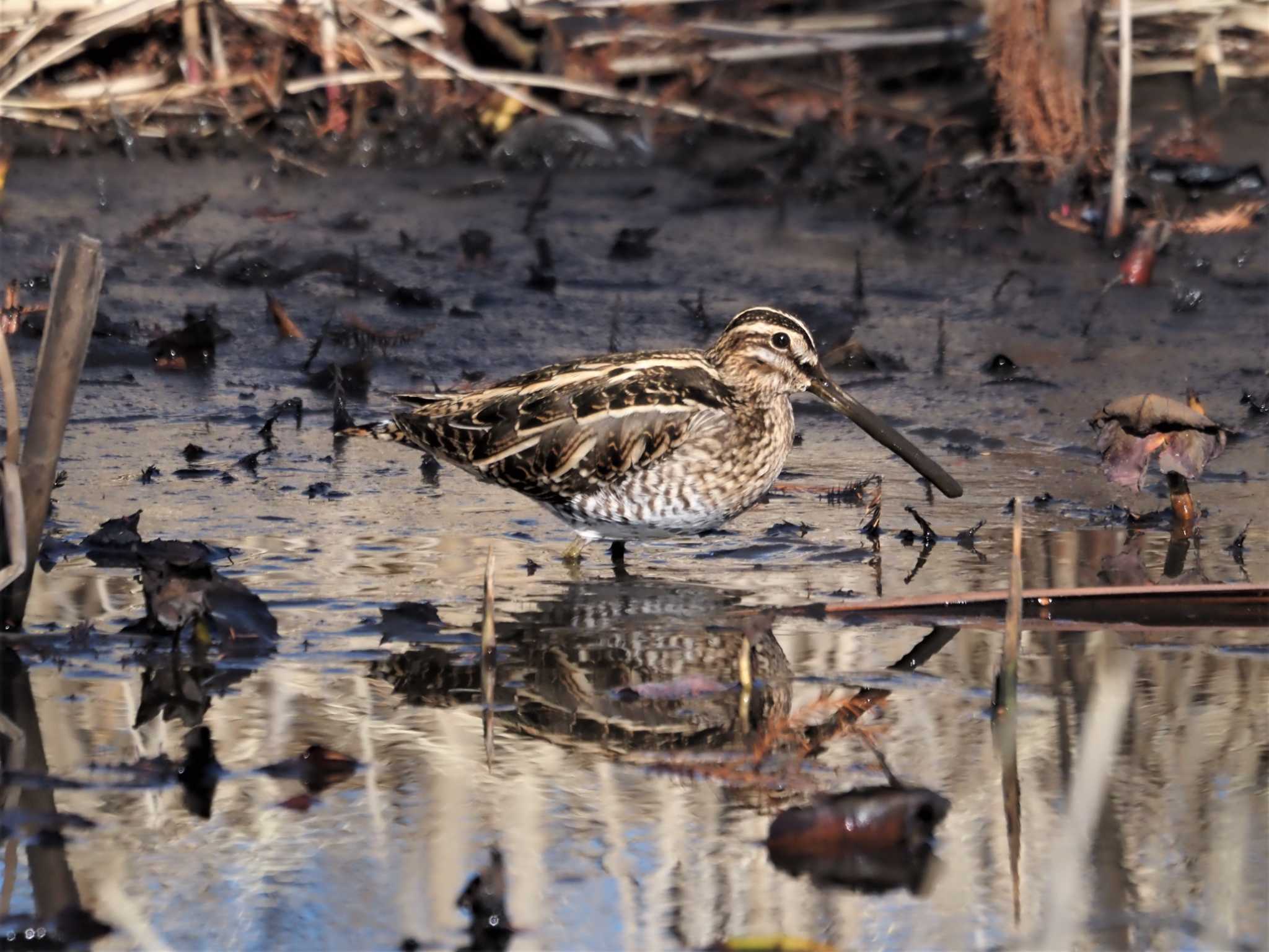 Common Snipe