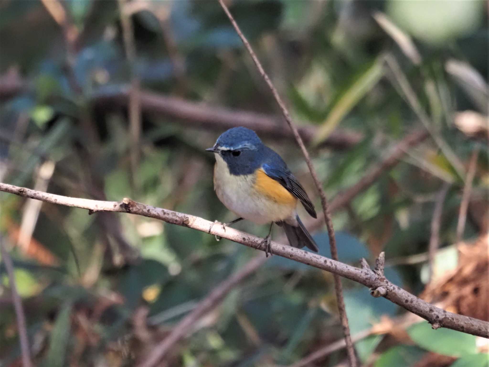 Red-flanked Bluetail