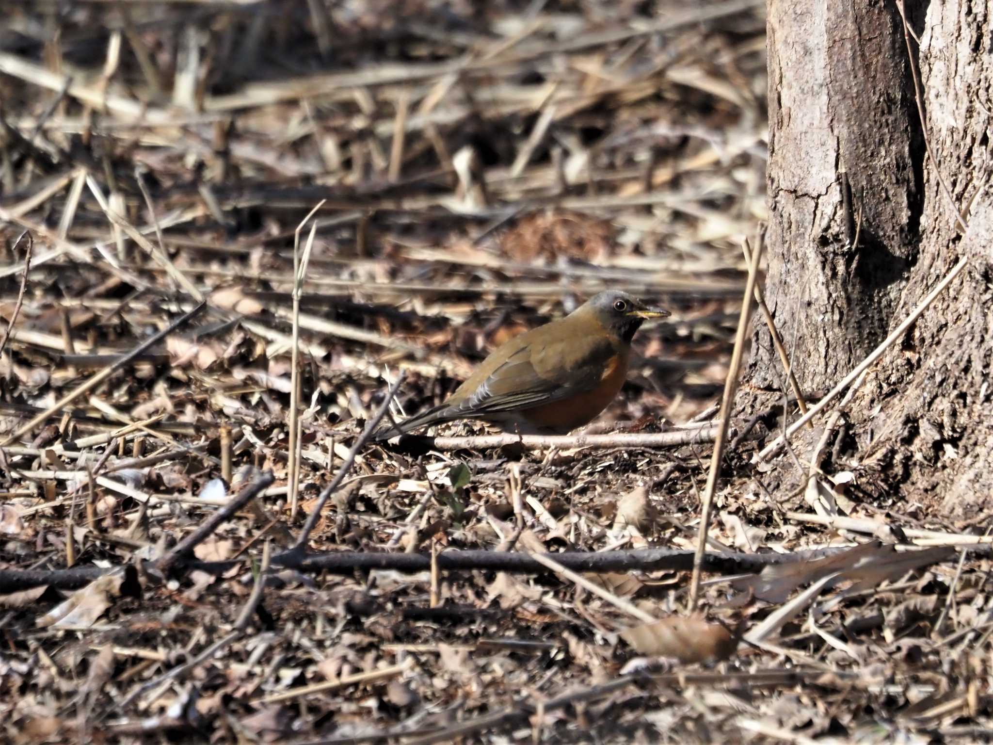 Brown-headed Thrush