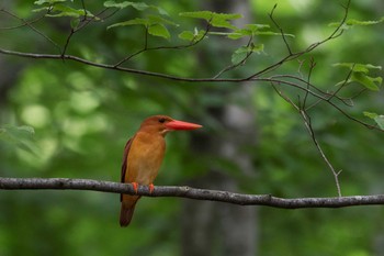 Ruddy Kingfisher 八東ふる里の森 Sat, 7/1/2017