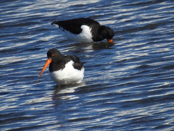 2022年1月3日(月) ふなばし三番瀬海浜公園の野鳥観察記録