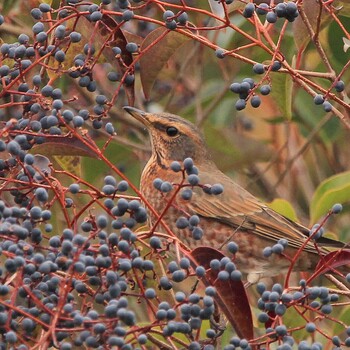 Naumann's Thrush Unknown Spots Wed, 12/29/2021