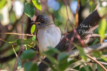 2022年1月3日(月) 枚方市の野鳥観察記録